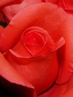 Бутон розы обои