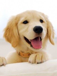 Щенок голден ретривера обои