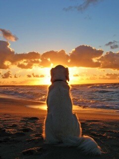 Собака наблюдающая закат на пляже обои