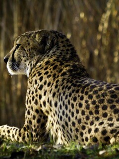Гепард обои