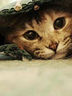 Кот под ковриком обои