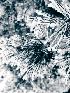 Хвойная ветка обои