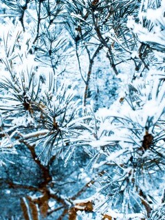 Фото сосны обои