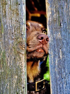 Собака выглядывает из-за забора обои