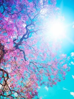 Цветение вишни обои