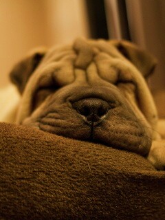 Щенок шарпея спит обои