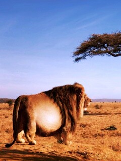 Толстый лев обои