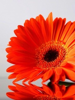 Гербер на стекле обои