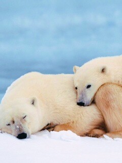 Белые мишки спят обои