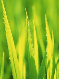 Яркая зеленая трава обои