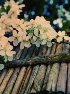 Веточка цветущей вишни обои