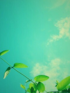 Веточки на фоне неба обои