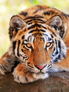 Большая полосатая кошка обои