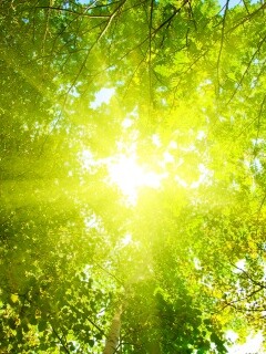 Яркий зеленоватый свет пробивающийся сквозь листву обои