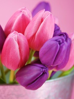 Розовые и фиолетовые тюльпаны обои