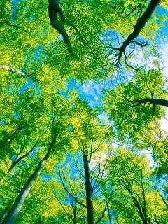 Кроны деревьев обои