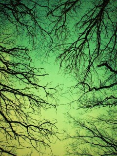 Голые кроны деревьев на фоне неба обои