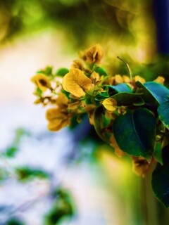 Растение обои