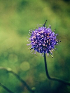 Цветок в макро обои