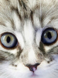 Пушистый котенок обои