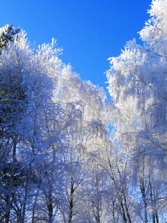 Замерзший лес обои