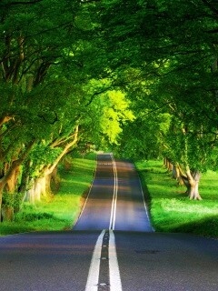 Дорога через лес обои