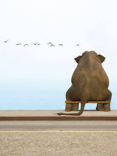 Слон на табуретке обои