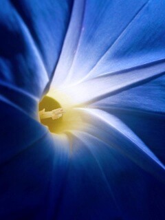 Нежный голубой цветок обои