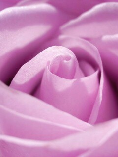 Фиолетовая роза макро обои