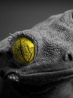 Ящерка обои