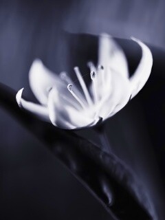 Белый цветок обои