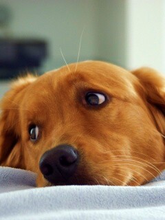 Лабрадор-ретривер обои