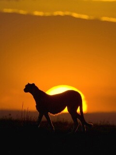 Гепард на закате обои