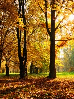 Осенний листопад в парке обои