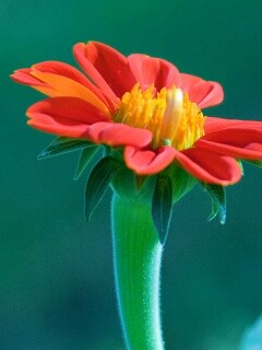 Красивый красный цветок обои