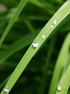 Капли росы на траве обои