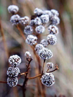 Ледяные цветы обои