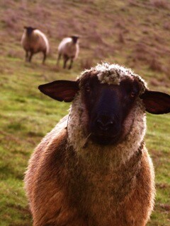 Овцы на пастбище обои
