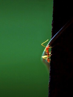 Муравей-пожарник обои