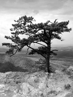 Горное дерево в черно-белых тонах обои