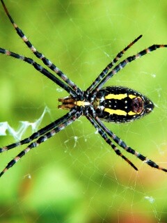 Огромный паук обои