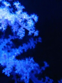 Кораллы обои