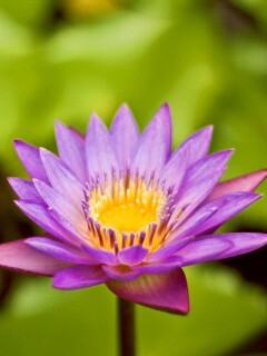 Фиолетовый цветок обои