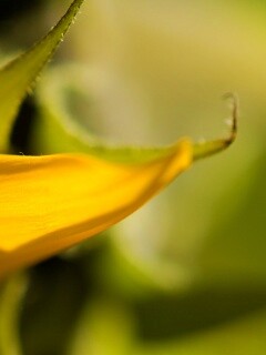 Солнечный цветок обои