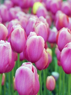 Море розовых тюльпанов обои