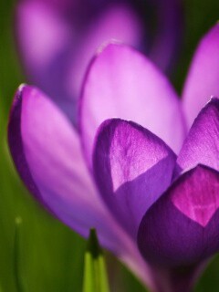 Фиолетовый крокус обои