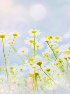 Цветочное лето обои