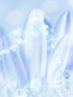 Белые лепестки обои