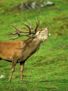 Лось зовёт сородичей обои