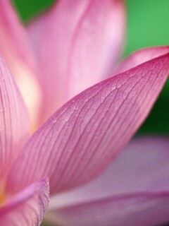 Лепестки цветов обои